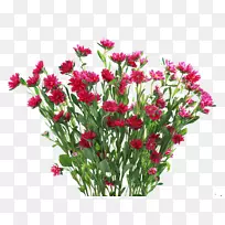 花卉康乃馨-花卉装饰