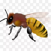 蜜蜂玛雅剪贴画-蜜蜂图片