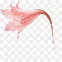 花瓣百合粉红色花