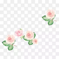 花园玫瑰，蜈蚣玫瑰，粉红色花-粉红色花