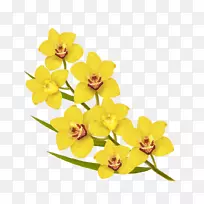 花黄色插图-花朵