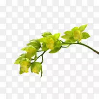 飞蛾兰绿花