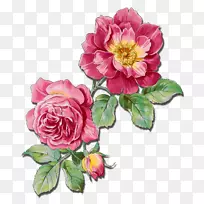 玫瑰花水彩画-花