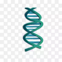 DNA核酸双螺旋遗传学剪贴画微生物学片段
