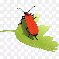 甲虫有趣的昆虫剪贴画自然剪贴画