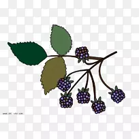黑莓剪贴画-黑色浆果剪贴画