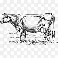 泽西岛荷斯坦牛幼牛剪贴画-奶牛图形