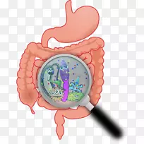 膳食补充剂胃肠道消化人体消化系统-细菌图片
