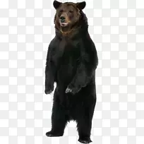 褐熊烟熊大熊猫海报-黑熊