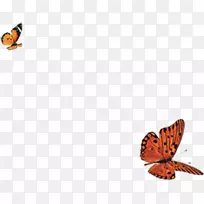 帝王蝶蛾-美丽的蝴蝶自由飞翔