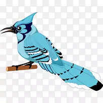 多伦多蓝鸦鸟剪贴画免费鸟类载体