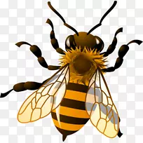 西方蜜蜂蜂王-免费剪贴画-简单的昆虫剪贴画
