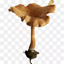 蘑菇画黄色食物图标手绘蘑菇