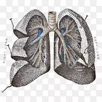 格雷(氏)解剖肺呼吸系统-肺PNG透明图像