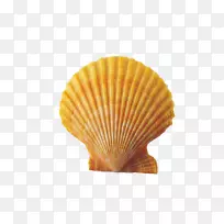 贝壳海螺夹艺术壳