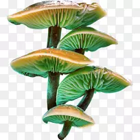 蘑菇电脑图标.手绘蘑菇