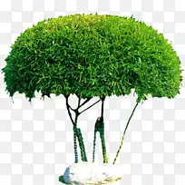 乔木灌木原木摄影植物-蘑菇式树