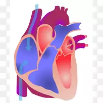 心脏电传导系统解剖心脏周期-护理照片