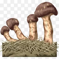 食用菌真菌手绘蘑菇