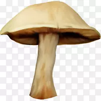 蘑菇水彩画木耳手绘蘑菇