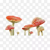 蘑菇剪贴画-红色可爱小蘑菇