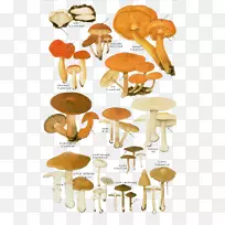 食用菌香菇插图.卡通黄菇