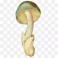 毛茸茸的墨帽普通蘑菇漆白菇