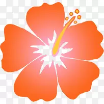 夏威夷木槿，桔子，剪贴画-橙色芙蓉剪贴画
