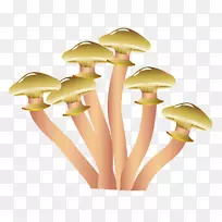羊肚菌，食用菌插图.手工绘制的蘑菇