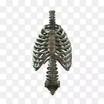肋骨-人体骨骼-肋骨-PNG透明图像