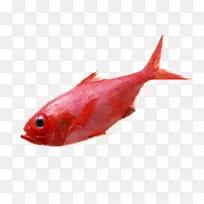 红海鱼