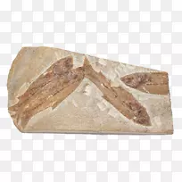 前史前鱼类化石-海鱼化石