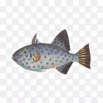 暹罗斗鱼动物热带鱼水族馆-美丽的鱼