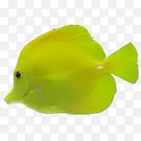 鱼黄免费-水生鱼类
