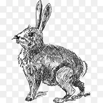 白兔复活节兔子剪贴画-免费兔子图片
