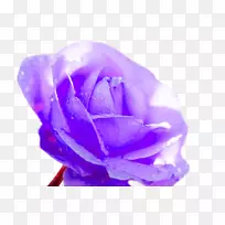 海滩玫瑰花园玫瑰-紫色梦花装饰图案