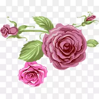 花园玫瑰紫梦花