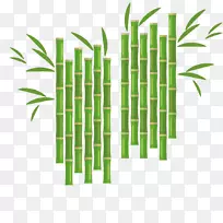 花竹-竹植物