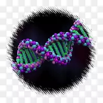人类基因组计划遗传学基因组学