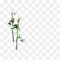 竹枝植物茎-手绘竹