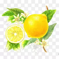 防晒霜，化妆品，植物学插图，皮肤美白-小的，新鲜的，有创意的，手绘柠檬无花果。