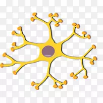 神经元运动神经元剪贴术-未标记显微镜图