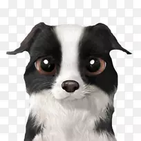 边境牧羊犬西伯利亚哈士奇中亚牧羊犬小狗黑白相间