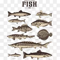 免费沙丁鱼摄影插图.条纹鱼
