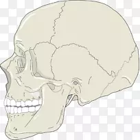 头盖骨，人头，人骨骼，头颈解剖，剪贴画.头骨轮廓