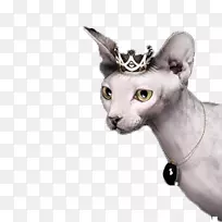 Sphynx猫Donskoy猫peter秃子康尼什雷克斯德文雷克斯珠宝猫广告