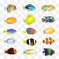 热带鱼类种群摄影水族馆-热带鱼