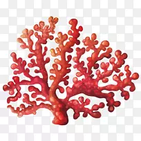 珊瑚礁版税-免费剪贴画-珊瑚花