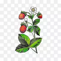 草莓花果植物剪贴画.花卉浆果