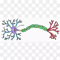 神经元脑神经系统剪贴术-神经元剪贴画